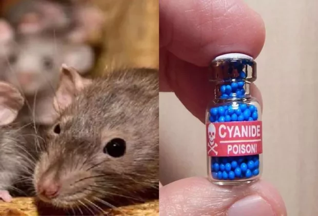 suicide women rat poison