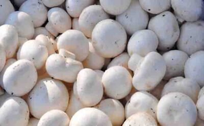 Mashroom