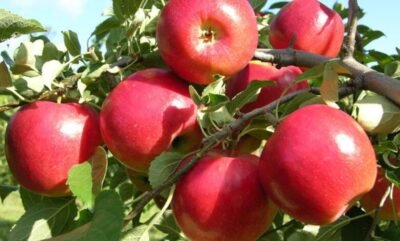 Apple