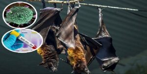 Nipah-Virus