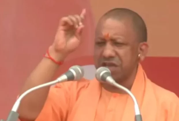 yogi