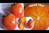 Japani