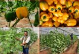 1200 675 20230628 Thumbnail 16x9 Farmer
