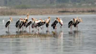 Painted Stork