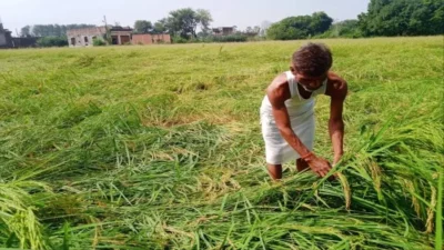 Farmer Crop