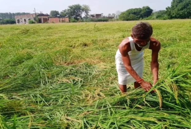 Farmer Crop