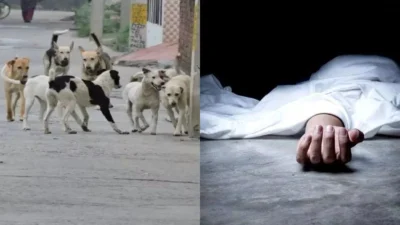 Dogs