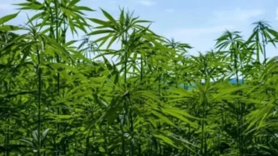 13 02 2024 Hemp Cultivation 23605616 20341371