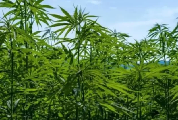 13 02 2024 Hemp Cultivation 23605616 20341371
