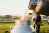 dairy