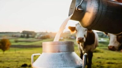 dairy