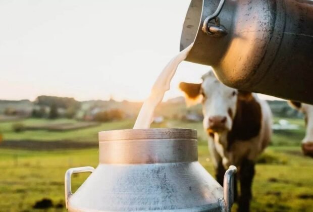 dairy