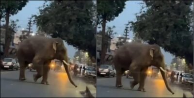 Hathi