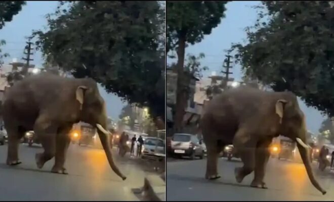 Hathi