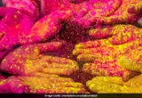 Holi