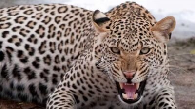 Leopard