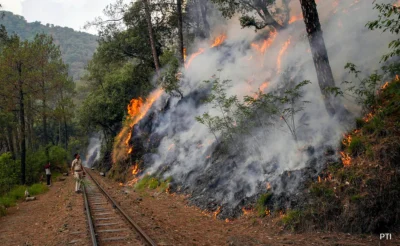 Forest Fire