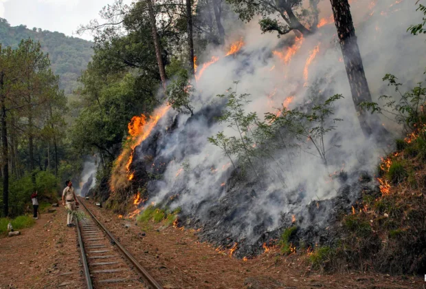 Forest Fire