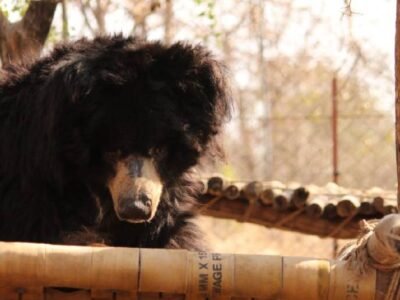 Bear