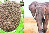 Hathi