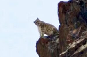 Snow Leopard