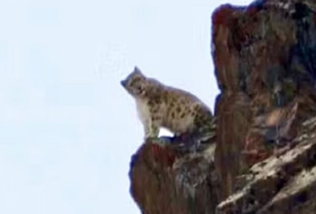 Snow Leopard