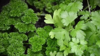 Different,parsleys:,curly,parsley,and,flat,parsley
