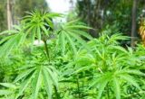 Bhang