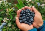 Blueberry