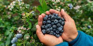 Blueberry