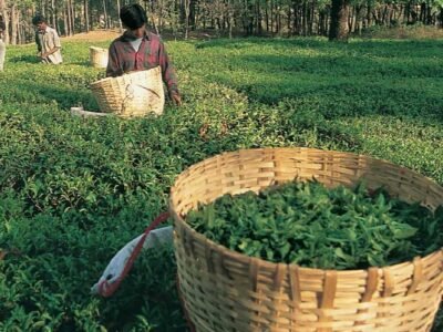 Kangra Tea