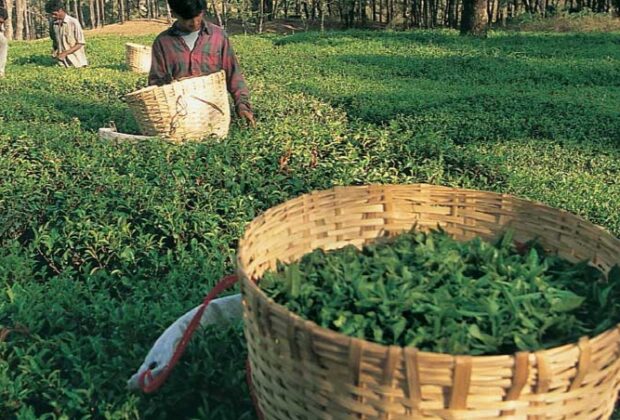 Kangra Tea
