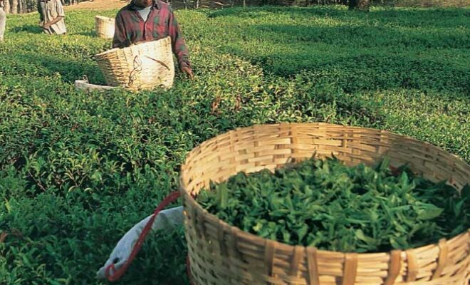 Kangra Tea