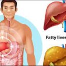 Liver