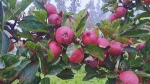 Himachal Pradesh New