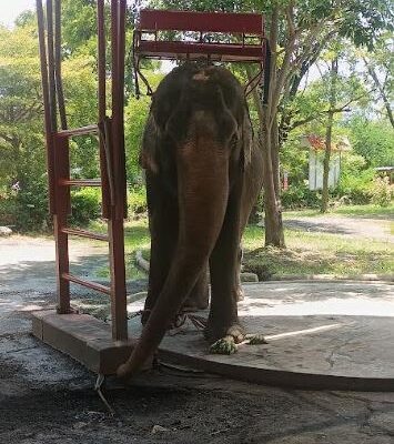 Sentient Animals Like Elephants Deserve More Respect, Says New Study By World Animal Protection