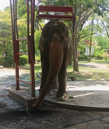 Sentient Animals Like Elephants Deserve More Respect, Says New Study By World Animal Protection