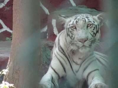Wild Animals Are Not Entertainment, Reiterates World Animal Protection
