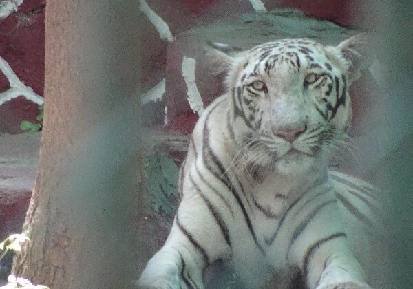 Wild Animals Are Not Entertainment, Reiterates World Animal Protection