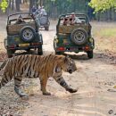Ranthambore