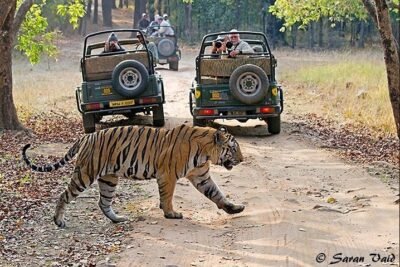 Ranthambore