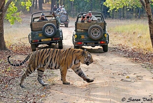 Ranthambore