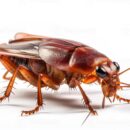 Cockroach