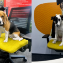 Pets Are Shaping Workplace Culture At Mars Pet Nutrition India