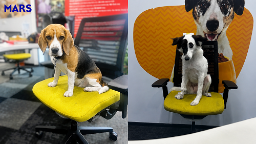 Pets Are Shaping Workplace Culture At Mars Pet Nutrition India