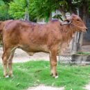 Cow close up suffering from Lumpy skin disease on mouth and body, in Thailand.