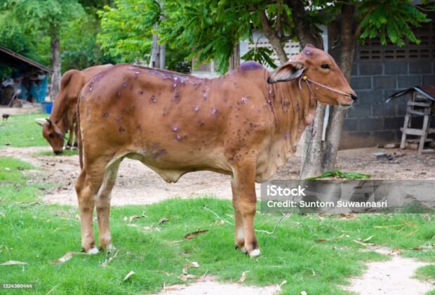 Cow close up suffering from Lumpy skin disease on mouth and body, in Thailand.