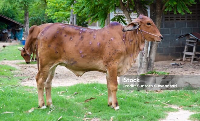 Cow close up suffering from Lumpy skin disease on mouth and body, in Thailand.