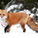 Red fox