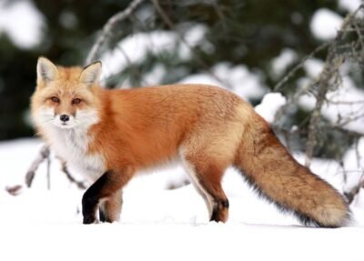 Red fox